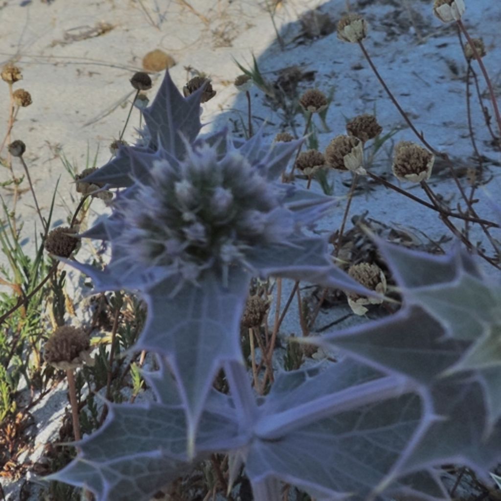 Sardegna nord est 4 - Eryngium maritimum